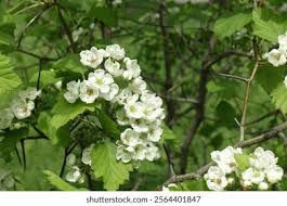 Attēlu rezultāti vaicājumam “Crataegus submollis flower”