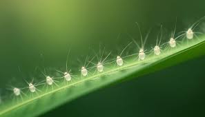 Attēlu rezultāti vaicājumam “Chrysopa eggs”