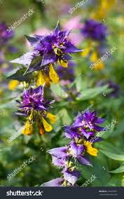 Attēlu rezultāti vaicājumam “Melampyrum nemorosum flower”