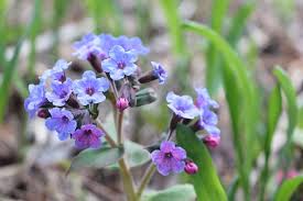 Image result for Pulmonaria officinalis