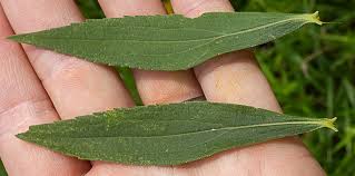 Attēlu rezultāti vaicājumam “Solidago canadensis leaf”