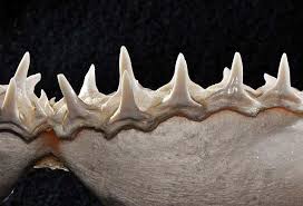 Image result for Negaprion brevirostris