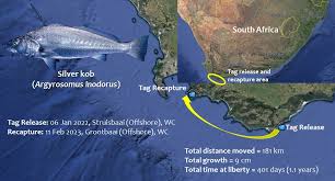 Image result for Argyrosomus inodorus