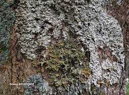 Attēlu rezultāti vaicājumam “Lobaria amplissima”