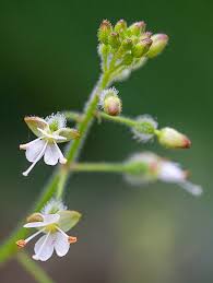 Attēlu rezultāti vaicājumam “Circaea lutetiana bud”
