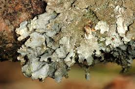 Attēlu rezultāti vaicājumam “Platismatia glauca”