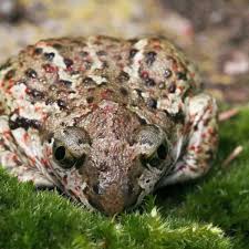 Attēlu rezultāti vaicājumam “Pelobates fuscus”