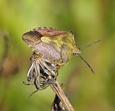 Attēlu rezultāti vaicājumam “Carpocoris purpureipennis”