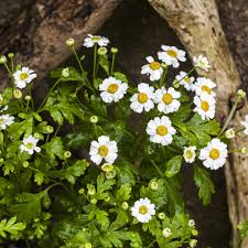 Image result for Tanacetum parthenium 'Tetraweiss'