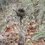 Attēlu rezultāti vaicājumam “Carlina biebersteinii leaf”