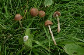 Attēlu rezultāti vaicājumam “Phleogena faginea young”