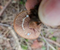 Attēlu rezultāti vaicājumam “Lactarius lygniotus”