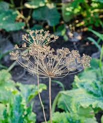 Attēlu rezultāti vaicājumam “Anethum graveolens flower”