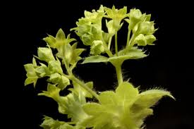 Attēlu rezultāti vaicājumam “Alchemilla subcrenata”