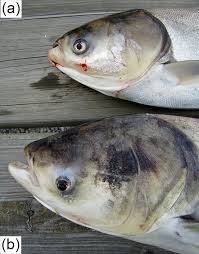 Image result for Hypophthalmichthys molitrix