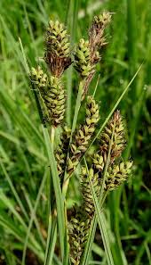 Attēlu rezultāti vaicājumam “Carex hartmanii”