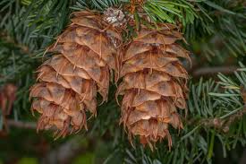 Attēlu rezultāti vaicājumam “Pseudotsuga menziesii fruit”