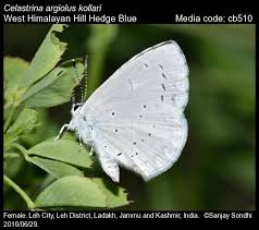 Attēlu rezultāti vaicājumam “Celastrina argiolus female”