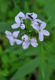 Attēlu rezultāti vaicājumam “Cardamine bulbifera leaf”