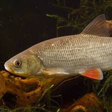 Attēlu rezultāti vaicājumam “Leuciscus idus”