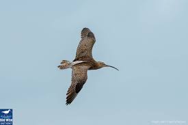 Attēlu rezultāti vaicājumam “Numenius arquata”