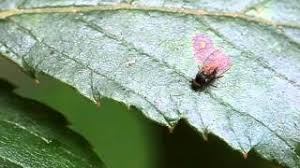 Attēlu rezultāti vaicājumam “Platypezidae”