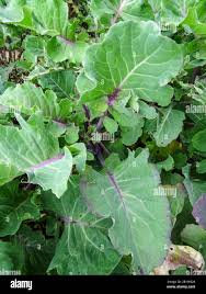 Image result for Taunton Deane