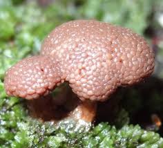 Attēlu rezultāti vaicājumam “Tubifera montana spores”