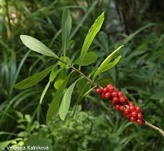 Attēlu rezultāti vaicājumam “Daphne mezereum”
