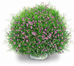 Attēlu rezultāti vaicājumam “Gypsophila muralis flower”