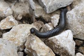 Attēlu rezultāti vaicājumam “Ommatoiulus sabulosus aimatopodus”