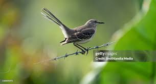 Image result for Mimus polyglottos