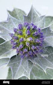 Attēlu rezultāti vaicājumam “Eryngium maritimum leaf”