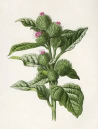 Attēlu rezultāti vaicājumam “Arctium lappa”