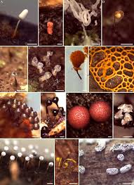 Attēlu rezultāti vaicājumam “Cribraria intricata spores”