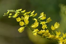 Attēlu rezultāti vaicājumam “Melilotus officinalis flower”
