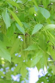 Attēlu rezultāti vaicājumam “Carya ovata leaf”