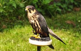 Attēlu rezultāti vaicājumam “Falco subbuteo”