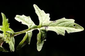 Attēlu rezultāti vaicājumam “Sisymbrium volgense leaf”