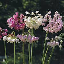 Attēlu rezultāti vaicājumam “Allium cepa flower”