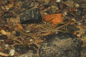 Attēlu rezultāti vaicājumam “Lampetra planeri”