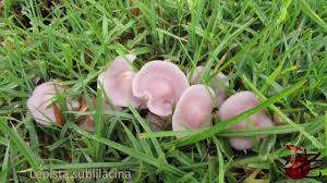 Attēlu rezultāti vaicājumam “Lepista sp.”