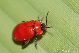 Attēlu rezultāti vaicājumam “Alticinae”