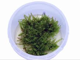 Attēlu rezultāti vaicājumam “Plagiomnium affine”