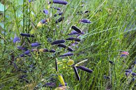 Attēlu rezultāti vaicājumam “Cytisus scoparius fruit”