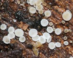 Attēlu rezultāti vaicājumam “Lachnum virgineum”