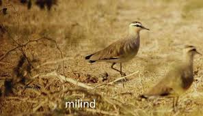 Image result for Vanellus gregarius