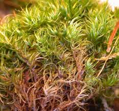 Attēlu rezultāti vaicājumam “| Dicranum”