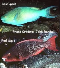 Image result for Scarus rubroviolaceus