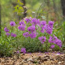 Attēlu rezultāti vaicājumam “Carex pilosa flower”
